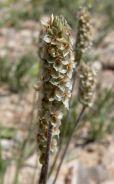 Plantago ovata