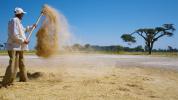 Teff harvest in Ethiopia